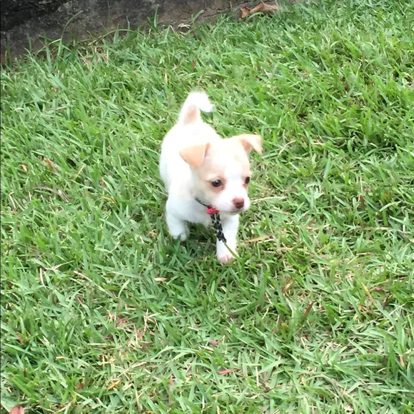 The Pack says THANK YOU 😊 for your purchases!! - Picture 3 of 3